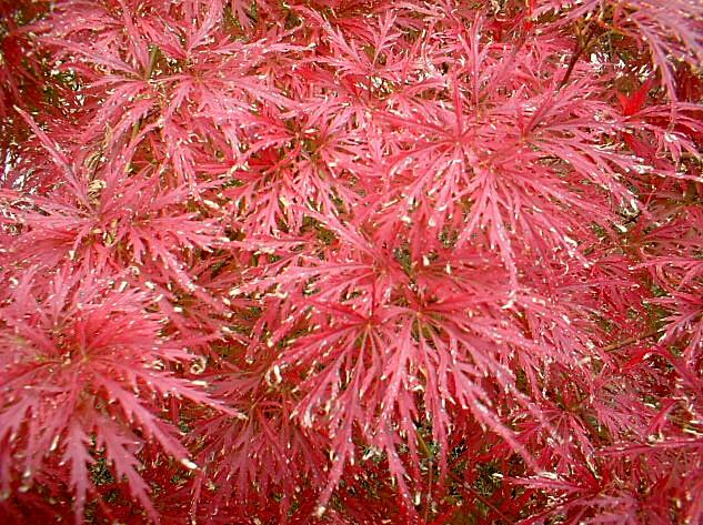 Rosso d''autunno